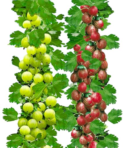 BALDUR Garten Säulen-Stachelbeeren Kollektion, 2 Pflanzen Säulenobst...