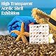 Acrylic Magnetische Seashell Display Box, 36 Grids Transparent Seashell Display Case mit Tragbarer Pinzette, Tragbar Muschel Aufbewahrungsbox für Klein Schmuck, Muscheln und Edelsteinev