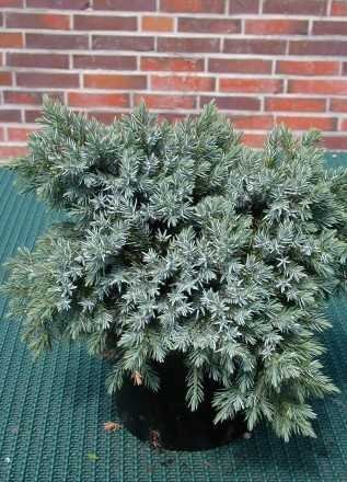 blauer Kriech Wacholder Juniperus squamata Blue Carpet 25-30 cm breit im 3 Liter Pflanzcontainer