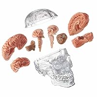Vista 2 de Wellden Medical Anatomical Human Classic Modelo de calavera transparente 3 piezas con modelo cerebral de 8 partes, tamaño real