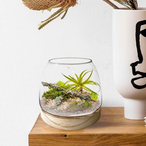 6 Inch Plant Glass Terrarium with Removable Wooden Base for Succulents Glass Bowl for Air Plant Cactus Moss (Plants not Included) - Image 4