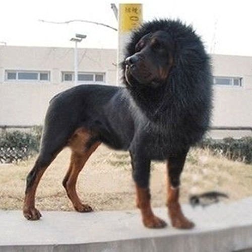Pet Costume Lion Mane Wig for Dog Halloween Clothes Festival Fancy Dress up (Black)