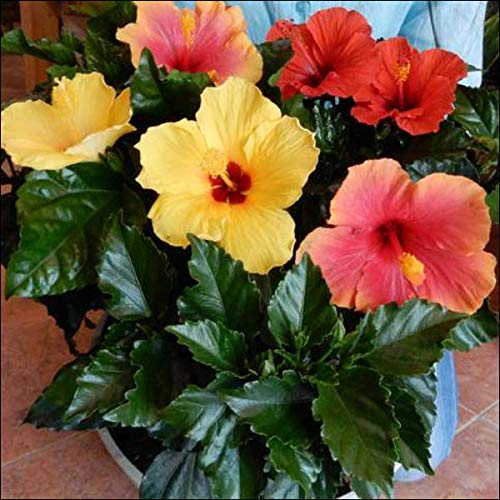 Amazon｜ハイビスカス 大株仕上げ アソート（ミックス系）寄せ植え