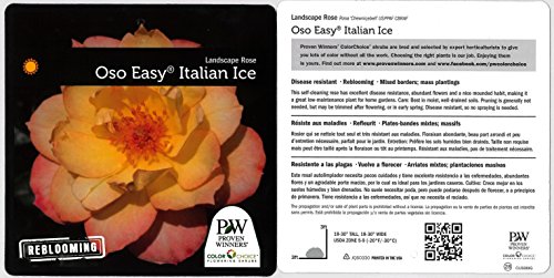 Oso Easy Italian Ice Landscape Rose (Rosa) Live Shrub, Orange, Pink, and Yellow Flowers, 1 Gallon