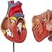 Axis Scientific Life-Size Human Heart Model, 2-Part Magnetic Design, 34 Labeled Structures, Mounted Base, Anatomy Study Manual