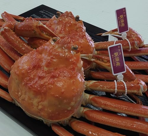 本ずわいがに約2kg(4〜6尾)※足折れ含む ※沖縄県・離島への配送不可 ※2026年11月〜発送