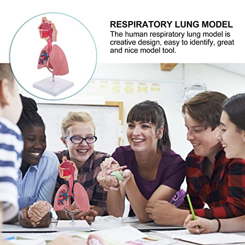 Image of TEHAUX Human Lung Model, 3D Respiratory Lung Model, Human Nasal Cavity Throat Anatomy Tool for Teaching, PVC Material, Multi-Color, 10.6 X 4.7 X 4.7 Inches