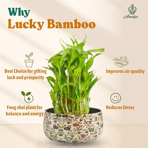 Image of Amulya Farms Lucky bamboo plants for home decoration in Decorative Floral Metal Planter | Feng Shui indoor plants for home | Good Luck Plant | Vastu Plants | Live Plants for Living Room & Office Desk
