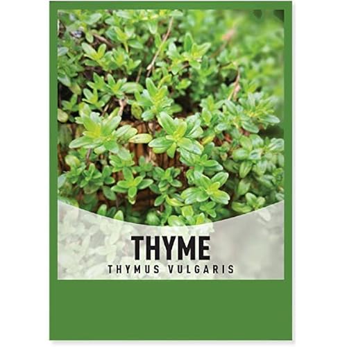 Semillas Thymus Vulgaris | Semillas Plantas Tomillo | Semillas para Huerto Urbano de Hierbas Aromátivas
