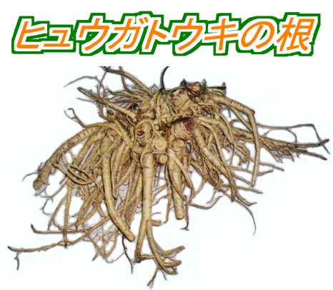 Amazon.co.jp: 『日本山人参/ヒュウガトウキ 苗』6個セット : DIY
