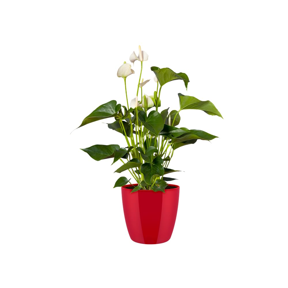 Elho Brussels Diamond Round 18 - Macetero por Interior - Ø 18.1 x H 16.2 cm - Rojo/Lovely Red — view 8