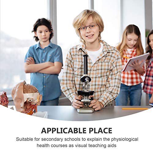 STOBOK Modelo Do Olho Humano Modelo Científico da Anatomia Do Olho Ampliado Ferramenta de Ajuda Didá