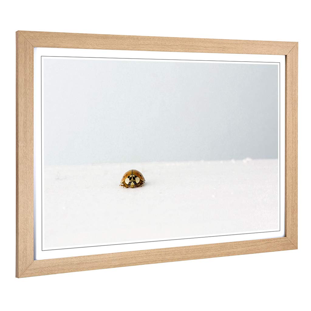 Big Box Art Framed Print of The Lone Ladybird Design | Wall Art Picture | Home Decor for Kitchen, Living, Dining Room, Lounge, Bedroom, Hallway, Office, Oak, A2 / 24.5x18 Inch / 62x45cm
