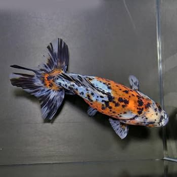 ウ*ネ様 ekizochika エキゾチカ　胴回り26～34㎝ぐらい　金魚柄　浴 ウ*ネ様 ekizochika エキゾチカ 胴回り26～34㎝ぐらい 金魚柄 浴