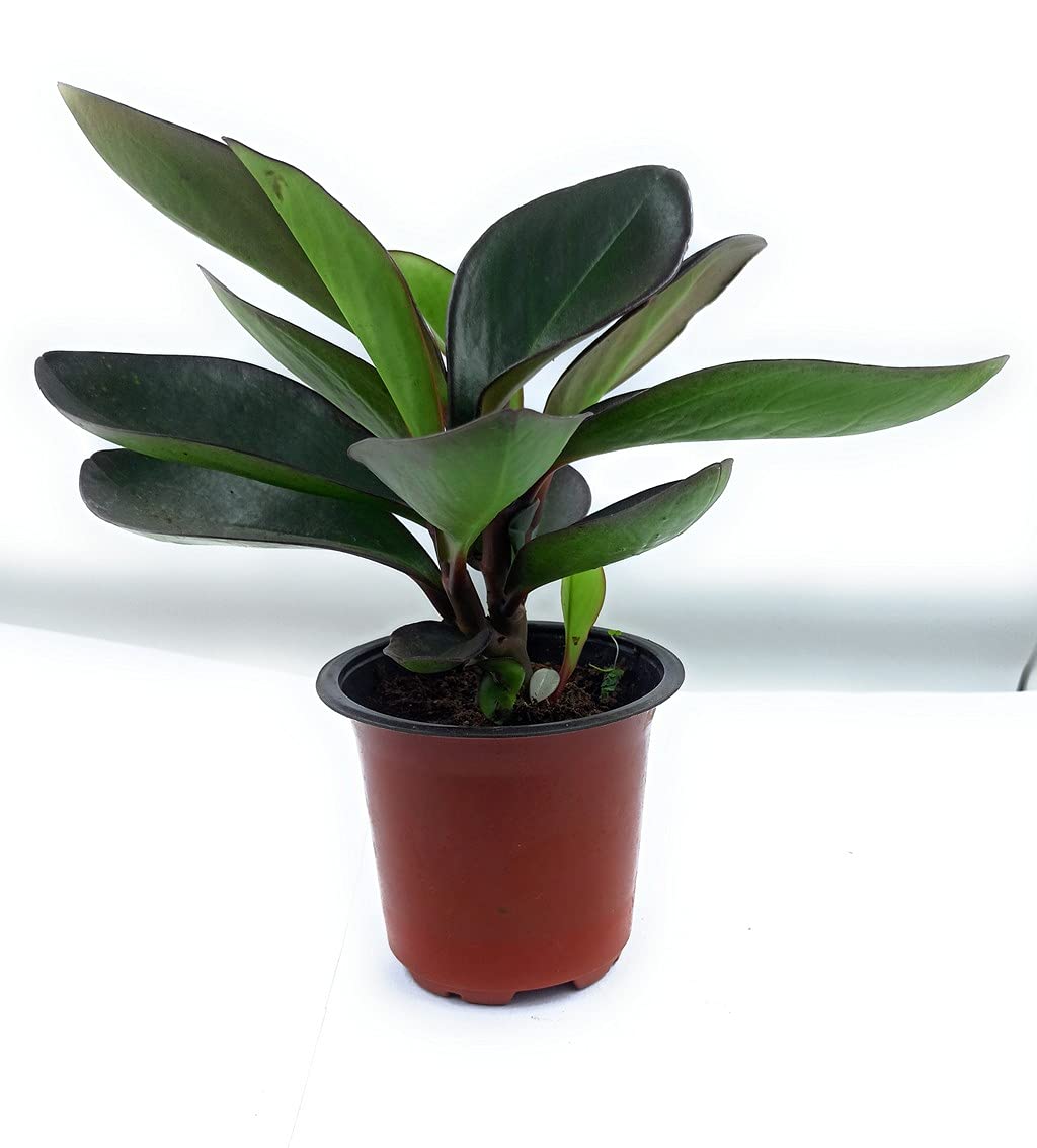Ohhsome Plant Peperomia Baby Rubber Indoor Office Desk Pepromia Black (Healthy Live Plant) (B09HN569FY) Amazon Price History, Amazon Price Tracker