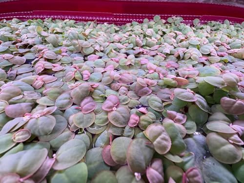 Red Root Floater Live Aquarium Plants Phyllanthus Fluitans 100+ Leaves Floating Aquatic Plant