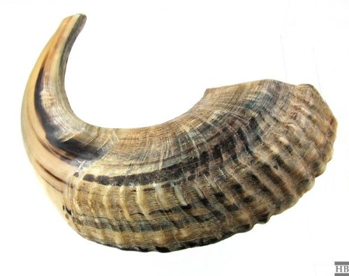 Ram's Horn Shofar Kosher Medium Size 13