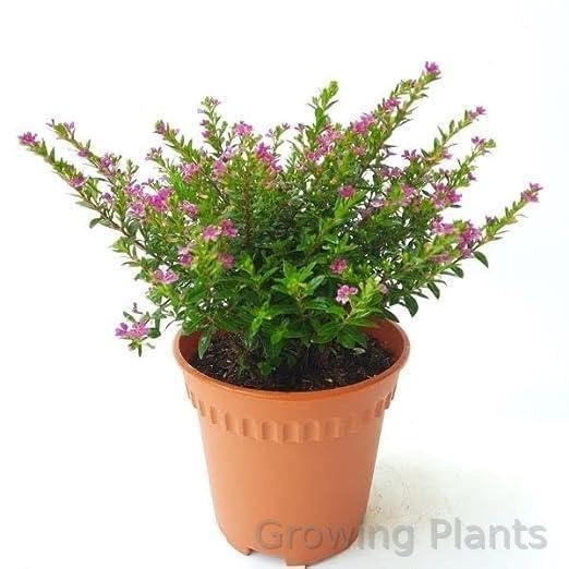 Growing Plants Original Live Cuphea Hyssopifolia Lavender Flower Plant Outdoor Plant Pack Of 2 With Black Plastic Pot (B0CGV5ZBSM) Amazon Price History, Amazon Price Tracker