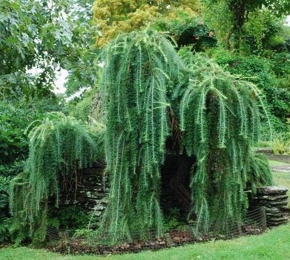 Miniatura 3 de 1233-Semillas de alerce llorón enano (Larix Decidua 'Pendula') de Robsrareandgiantseeds UPC0764425789161 Sin OMG, orgánico, cultivador de EE. UU.,