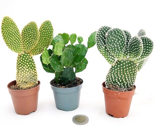 OPUNTIA TRIS: BRASILIENSIS, MICRODASYS A SPINA BIANCA e GIALLA, FICO D'INDIA MICRO IDEALE PER TERRARIUM, Vaso5,5cm diametro, piante vere