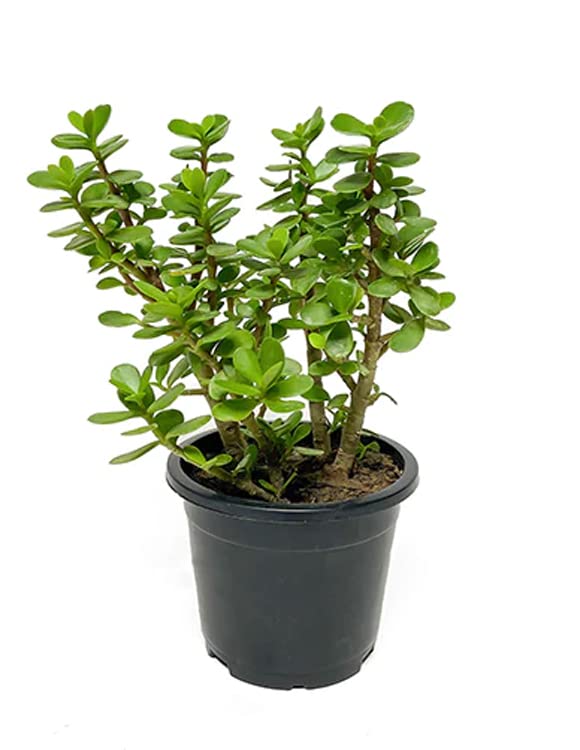sevenfox Live Jade Plant Lucky Plant, Stress Reliever, Improve Air