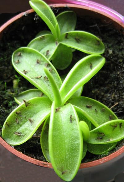 Carnivorous Butterwort Plant - Pinguicula primuliflora - 2 Pot