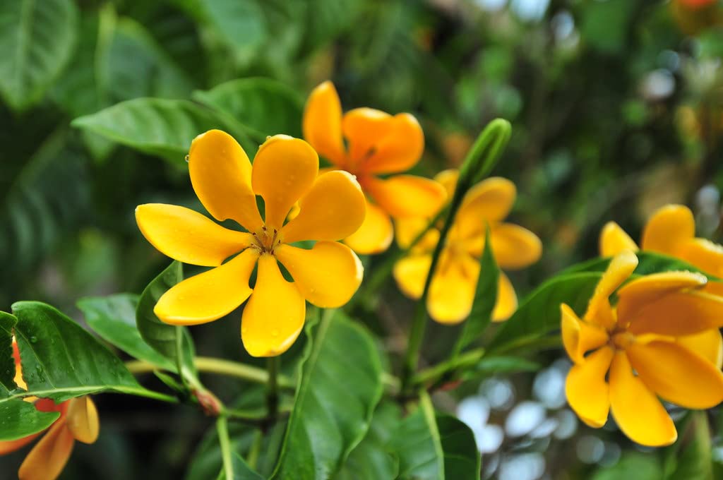 Goldren Yellow Ghandaraj Flower Highly Fragrant Plant & Tree (B0C6GNMDFZ) Amazon Price History, Amazon Price Tracker