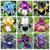 200+ Mixed Color Rare Heirloom Iris Seeds for Planting - Stunning Colors for Your Garden