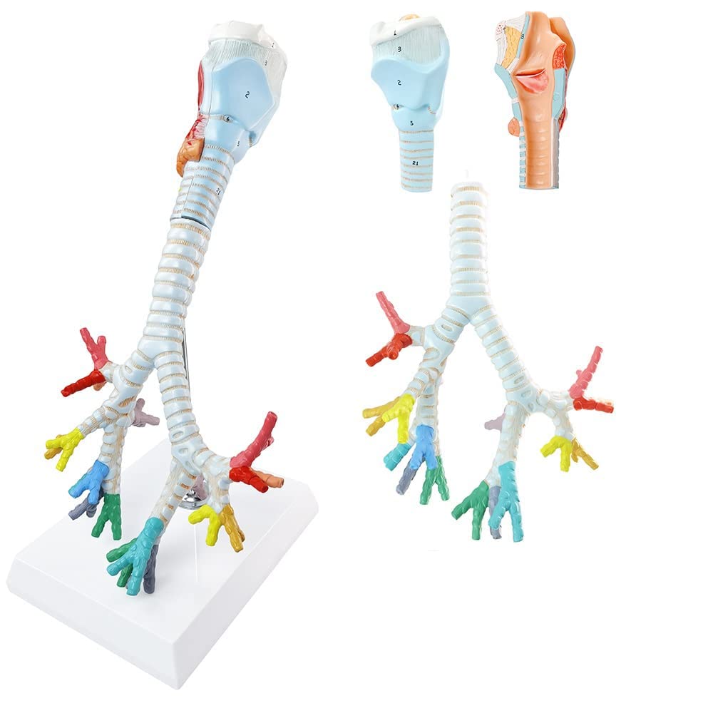 GTHTUHFD Laryngeal And Tracheal Bronchial Tree Model Human Anatomy Model Human Larynx And Tracheal Bronchial Tree Model Medical Teaching Model Laboratory Model Teaching Model