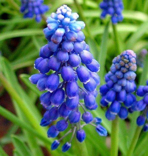 Blue Grape Hyacinth 20 Bulbs - Muscari armeniacum - 8/9 cm