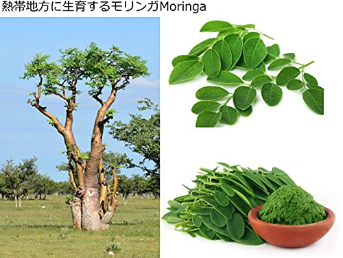 Amazon.co.jp: Moringa モリンガ わさびの木 マルンガイ 種子 10粒