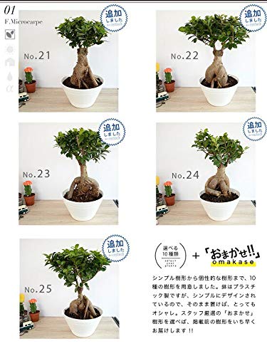 Amazon｜LAND PLANTS 観葉植物【樹形を選べる】 選べる 超幹太 特大