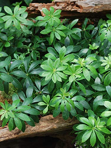 Perennial Farm Marketplace Galium odoratum (Sweet Woodruff) Groundcover, Size-#1 Container, White Flowers