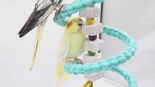 2 Stück Vogel-Kauspielzeug Mit Kalziumstein & Glocke - Für Papageien, Sittiche, Hamster