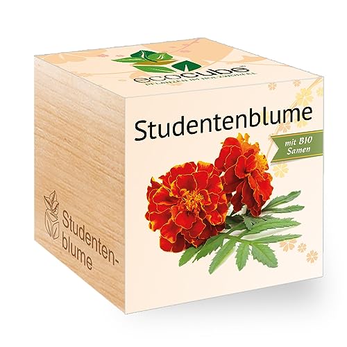 Feel Green - WE CREATE NATURE 297500 Feel Green Ecocube Studentenblume, Bio Samen, Nachhaltige...