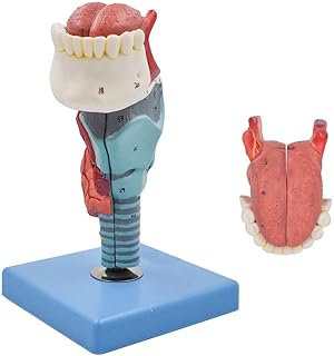 LAZRJ Human Larynx Anatomical Models with Tongue Medical Throat Model Anatomy Skeleton,Magnified 5 Parts,for Display Teaching Medical Model