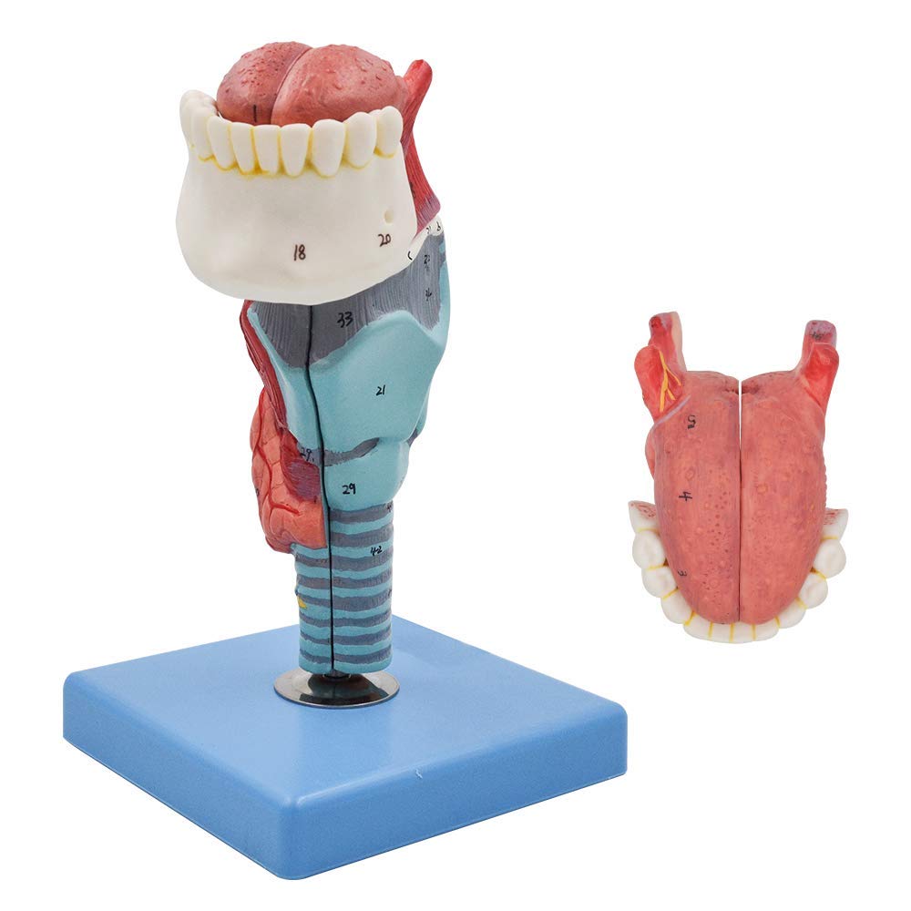 Buy Human Larynx Anatomical Models with Tongue Throat Model Anatomy