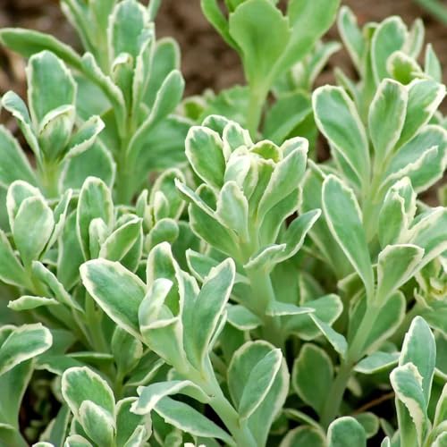Semillas de sedum - Las son resistentes Sedum semillas resistentes, Las perennes son perennes resistentes variedades antiguas 500pcs