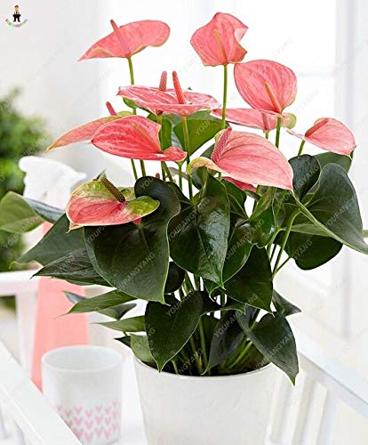 35Pcs Anthurium Flower Seeds Beautiful Garden Flowers Seeds As Para Jardin Indoor Seeds For Garden : Burgundy (B082XH6R2R) Amazon Price History, Amazon Price Tracker