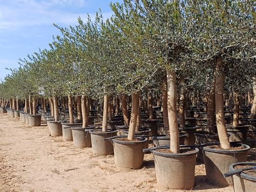 Olivenbaum Olive '30 Jahre' 190 cm, A+ Qualität, winterhart, Olea Lechin