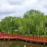 sauce lloron propiedades magicas Disfrútalo en tu jardín o en interiores con buena iluminación.