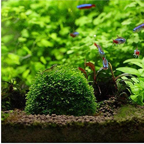 Plastica riutilizzabile per acquario, piante vive, decorazione per acquario, filtro a sfera di muschio per contenitori, sfera minerale, ornamento utile e pratico - Image 6