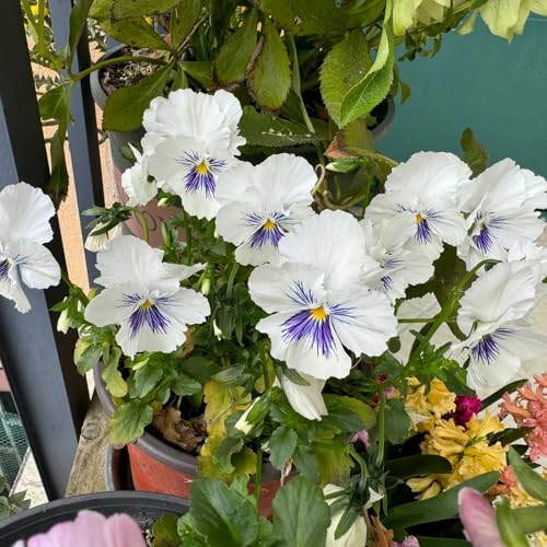 semillas de pensamiento, trepadoras resistentes, orgánicas de pensamiento, Balcón, resistentes Decoración 1000pcs