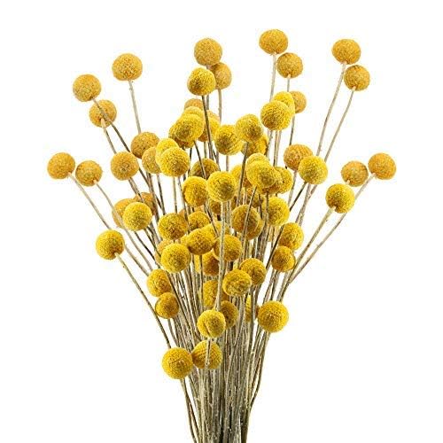 VirtuGro 30pcs Natural Dried Flowers Yellow...