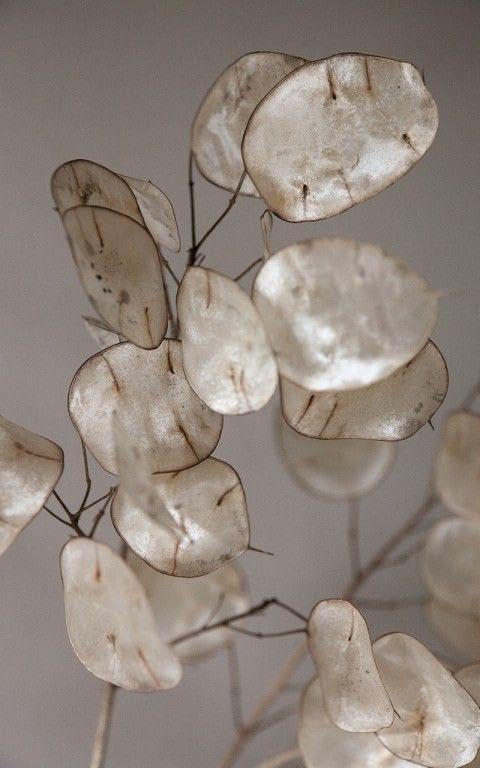 Ritz Farming® Lunaria monteta flower seeds | Lunaria monteta white flower seeds for Home pots | all Season Flowering seeds for Home And Gardening pack of 30 seeds (B0CCJCY6Q8) Amazon Price History, Amazon Price Tracker