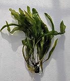 Madagascar Lace Plant, Aponogeton madagascariensis