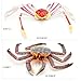 Gemini&Genius King Crab and Spider Crab Toys Set, Marine Animals Toys Sea Animal Action Figures Gift Great for Educational, Cake Topper, Swim, Bath Toys, Stocking Stuffers for Kids