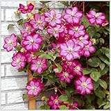 Clematis Plants Outdoor Garden Ready/Outdoor Plants for Gardens ＆ Borders/Easy to Grow Flowering Perennials/Excellent Display-10 Bulbs-C - Image 1