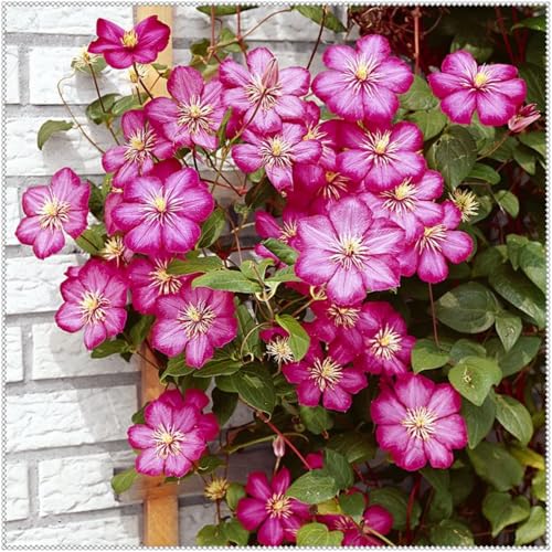 Clematis Plants Outdoor Garden Ready/Outdoor Plants for Gardens ＆ Borders/Easy to Grow Flowering Perennials/Excellent Display-10 Bulbs-C