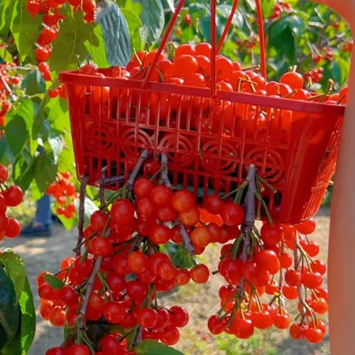 semillas de cerezo - decoración de árboles frutales, arbustos de rápido crecimiento semillas de cereza árboles frutales columnares, plantas exóticas resistentes semillas de frutas, 20pcs